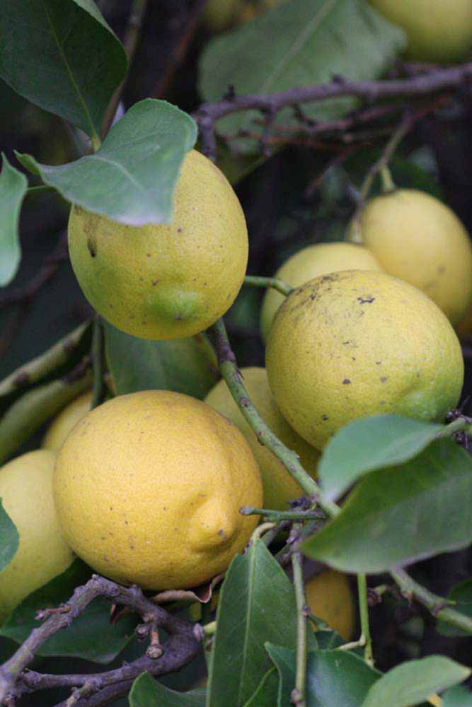                Fruit (Prior, Riverside,   CA)       